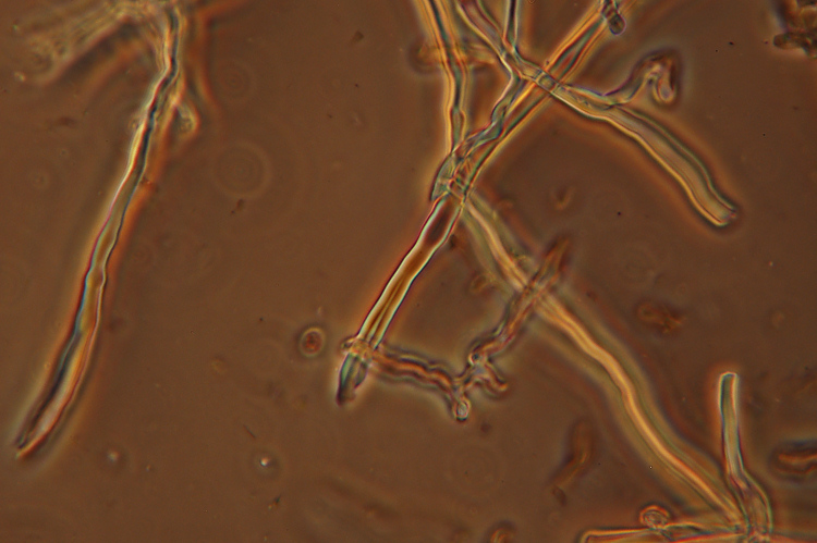 E'' Daedaleopsis confragosa? - foto 6434 (Lenzites warnieri)